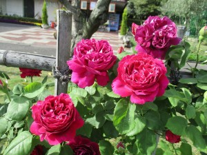 2017-5-rose01