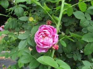 2017-5-rose11