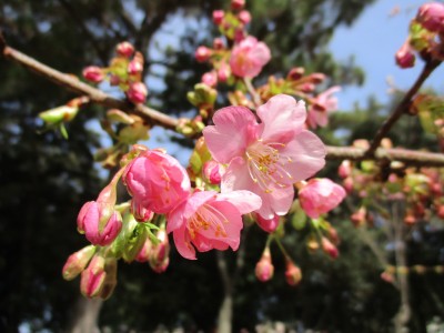 東大浜緑地の桜が開花しました。