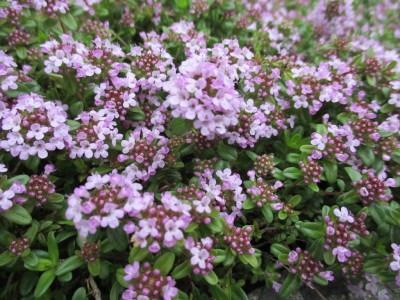 ガーデンセミナー「ハーブの寄せ植えと楽しみ方」受講者募集中！