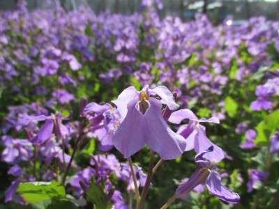 紫花菜祭り【4/4(木)～4/14(日)】