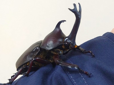 番の州公園の昆虫