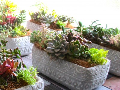 ガーデンセミナー「多肉植物の寄せ植え作り」受講者募集