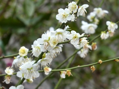 番の州公園開花情報(3/3)